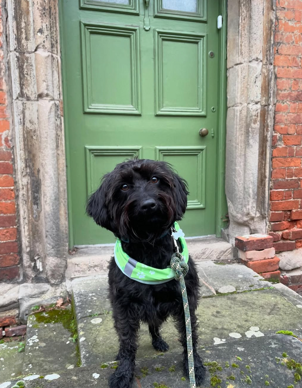 Exciting News – The National Trust Extends the Pooch Passport Promotion!