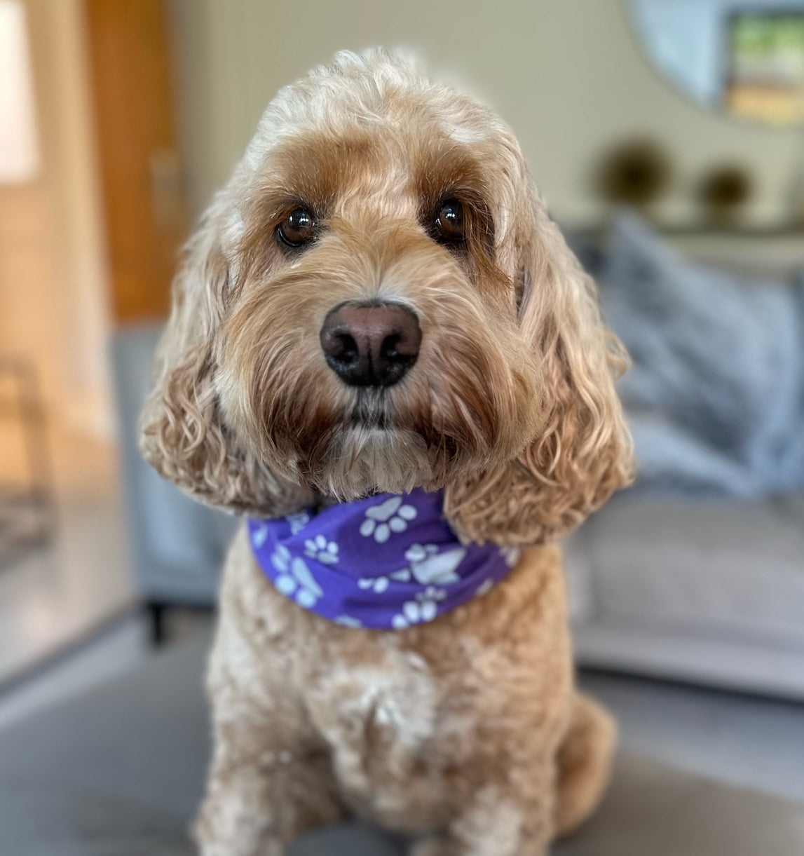 Reflective Purple Dog Snood Scarf/Bandana