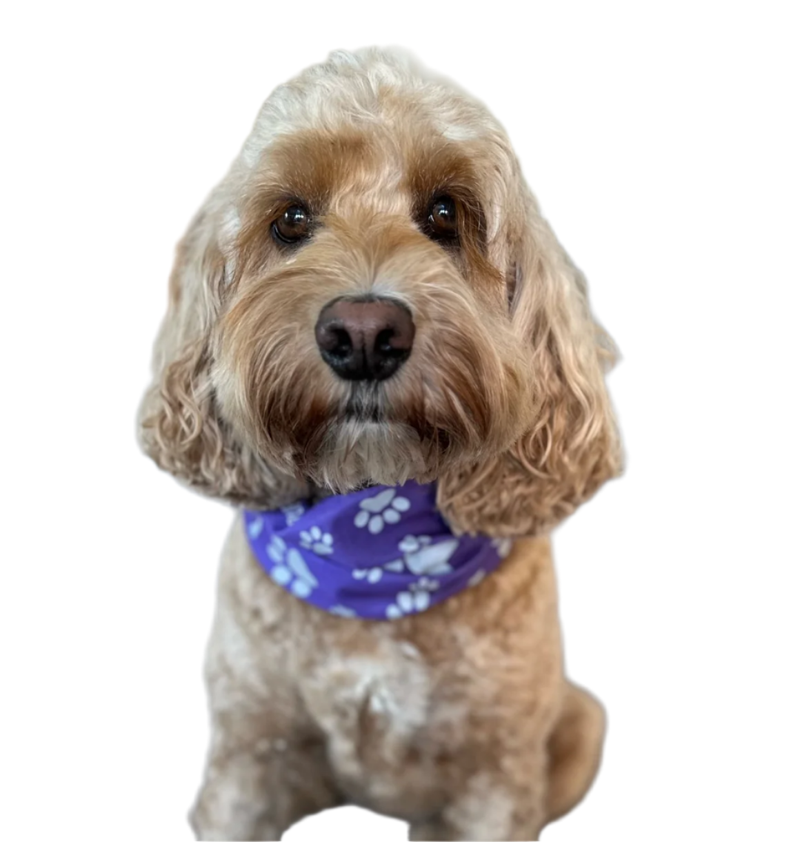 Reflective Purple Dog Snood Scarf/Bandana